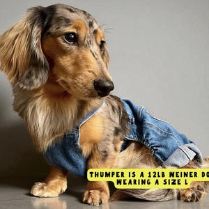 Longhair weiner dog wearing denim blue jeans.