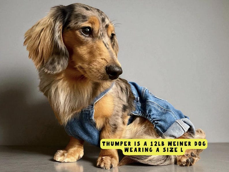Longhair weiner dog wearing denim blue jeans.