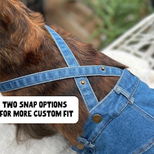Close up imagine of a dog wearing adjustable denim overalls with adjustable snaps - a cute Western cowboy outfit and funny Halloween costume for small dogs.