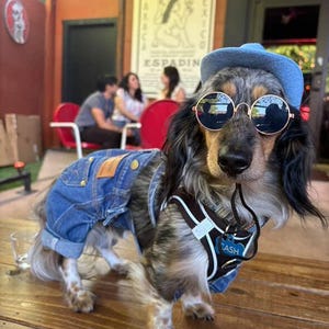 Long-haired dachshund wearing sunglasses and a blue cowboy hat for a complete western cowboy dog outfit.