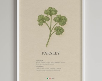 Parsley Botanical Print | Minimalist Kitchen Wall Art | Italian Culinary Guide