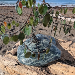 jade tree