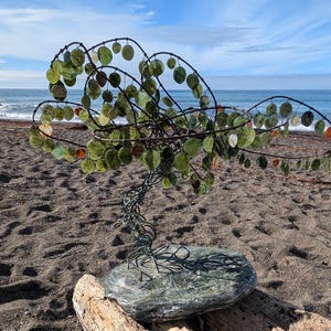 jade tree