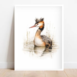 NZ&#39;s Bird Of The Century! Puteketeke AKA: Great Crested Grebe