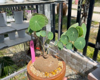 Rare Stephania Erecta Dormant Bulb, Caudex Plant for Collectors, Elephant Foot Succulent Houseplant, Grow Your Own Exotic Plant