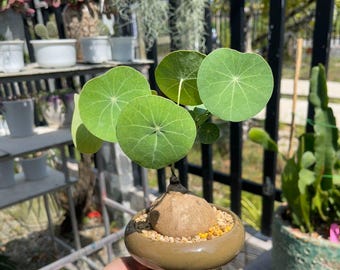 Rare Stephania Erecta Dormant Bulb, Caudex Plant for Collectors, Elephant Foot Succulent Houseplant, Grow Your Own Exotic Plant