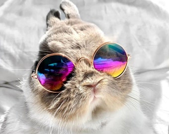 Pet Sun Glasses