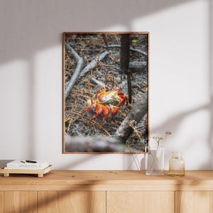 Poster, Galapagos Rote Krabbe im Wald, Tierliebhaber Fotografie, Wand, Kunst Dekor, Wohndekor – Ohne Rahmen – Matt/Glänzend – versch. Größen