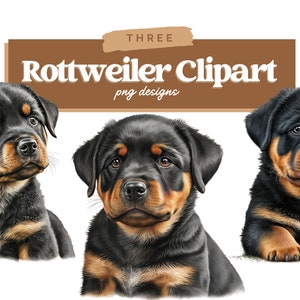 Rottweiler Clipart, Dog PNG, Rottweiler Puppy Clipart, Cute Dog Clipart, Dog Portrait, Dog Watercolor, Puppy Images, Dog Sublimation