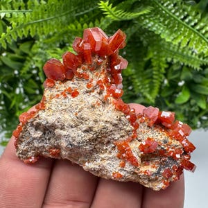 Red Vanadinite on Barite from Marocco,crystal minerals Speciment cluster Vanadinite crystal Vanadinite Geology Vanadinite cluster minerals