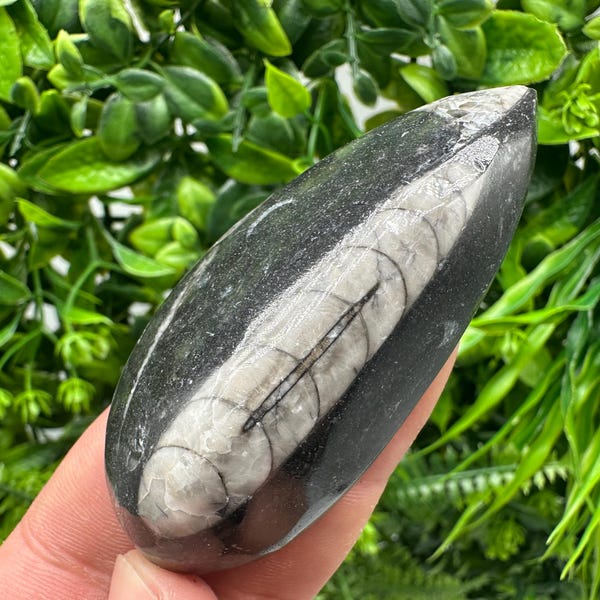 Polished Orthoceras Fossil Cabochon: Pear Shape Loose Gemstone