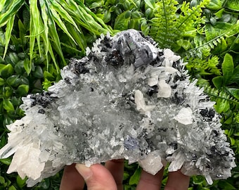 May include: A cluster of clear quartz crystals with a large, gray galena crystal in the center. The quartz crystals are arranged in a fan shape and have a natural, rough texture.