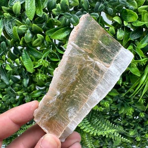 Può includere: Cristallo di selenite rettangolare e traslucido, dall'aspetto stratificato. Il cristallo è marrone chiaro con bordi bianchi, su uno sfondo di fogliame verde.