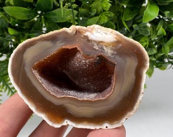 Peut inclure: Une tranche polie de géode d'agate, présentant des bandes concentriques marron, beige et blanches. Le centre révèle une cavité cristalline. La pierre naturelle est présentée sur un fond de feuillage vert.