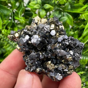 Wonderful shiny Galena on Pyrite natural minerals souvenir crystal gift collection home decor stone Borieva mine Madan Bulgaria natural ston