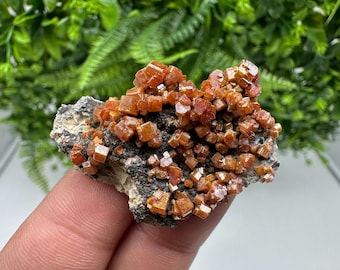 May include: A cluster of vibrant orange vanadinite crystals on a dark gray matrix. The crystals are small, cube-shaped, and densely packed, creating a textured appearance. The mineral specimen is held against a backdrop of green foliage.