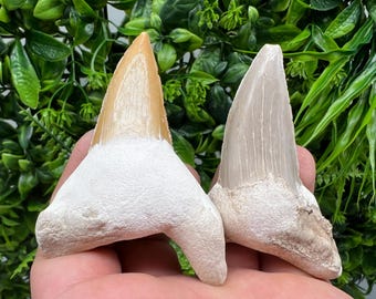Shark Fossil Teeth, Protection & Strength, Shark Tooth Fossil, Shark Tooth, Shark Fossil Tooth, Shark Fossil Gifr, souvenir,pendant Shark