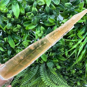 Può includere: Una lunga e sottile bacchetta di cristallo di selenite traslucido color miele con un bordo naturale dalla consistenza ruvida. Il cristallo ha una forma affusolata e appuntita e presenta una struttura interna fibrosa con luce color ambra.