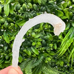 Può includere: Un oggetto traslucido, curvo, a forma di corno, con una superficie strutturata. L'oggetto ha un colore beige chiaro sulla punta ed è ambientato su uno sfondo di fogliame verde. L'oggetto è tenuto da una persona.