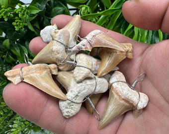ONE(1) Shark Fossil Teeth, Protection & Strength, Shark Tooth Fossil, Shark Tooth, Shark Fossil Tooth, Shark Fossil Gifr, souvenir,pendant