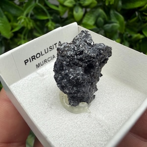 May include: A dark gray, textured pyrolusite mineral specimen with metallic highlights, secured to a white foam base inside a small white cardboard display box. The box is labeled with the text PIROLUSITA and MURCIA printed in black ink.