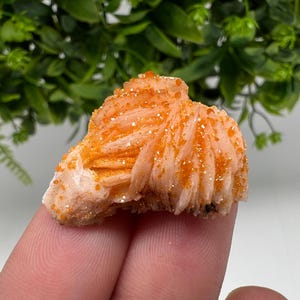 Può includere: Primo piano di un campione minerale con un gruppo di cristalli arancioni. I cristalli hanno una struttura a strati, a forma di ventaglio, e una superficie ruvida. Il minerale è tenuto tra le dita, con fogliame verde sullo sfondo.