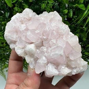 Peut inclure: Un amas de cristaux de quartz rose pâle. Les cristaux ont une surface rugueuse et texturée et sont tenus dans une main. Le feuillage vert est en arrière-plan.