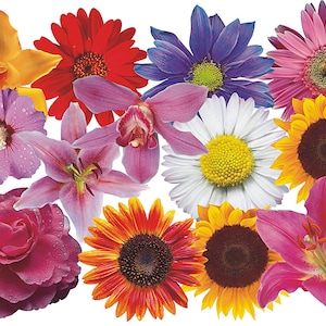 Mini Hippie Flower Stickers, Car Stickers, Floral Pattern - Pack of 36 Mini Flowers