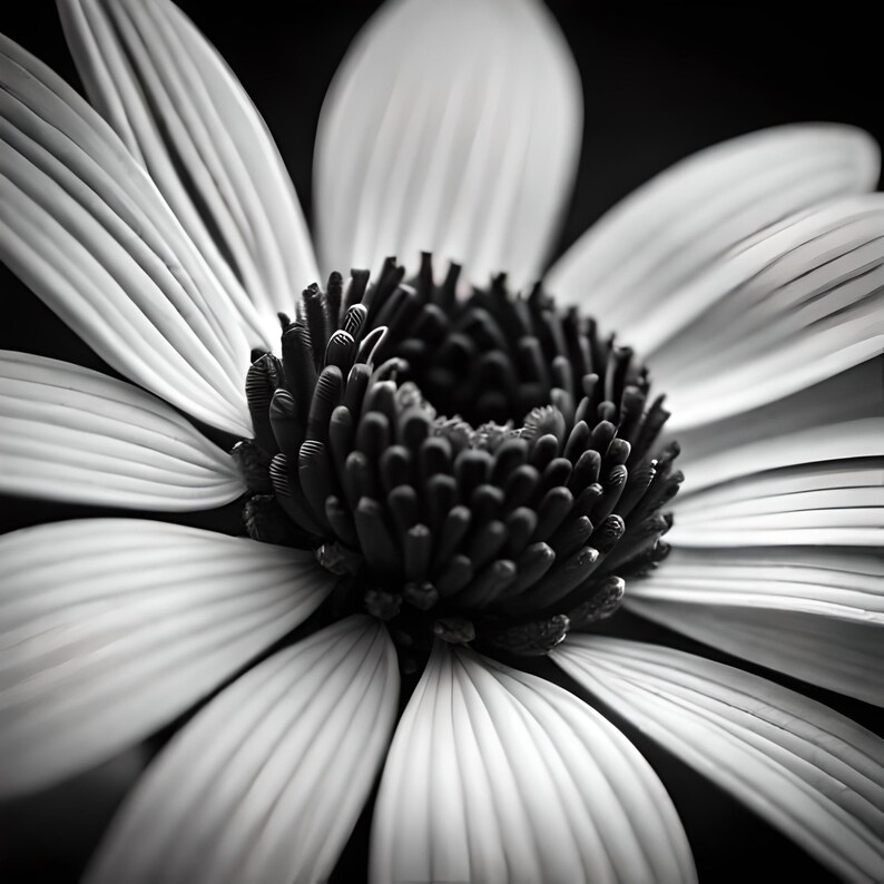 May include: A black and white close-up photo of a daisy flower. The flower has white petals and a dark center.