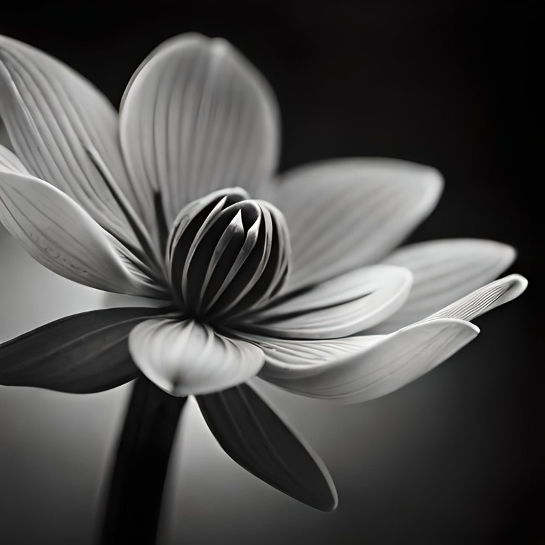 May include: A black and white photograph of a single flower with delicate petals and a central, intricate structure.