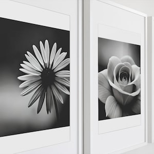 May include: Three black and white framed photographs of flowers. The first photo shows a daisy, the second photo shows a rose, and the third photo shows a magnolia.