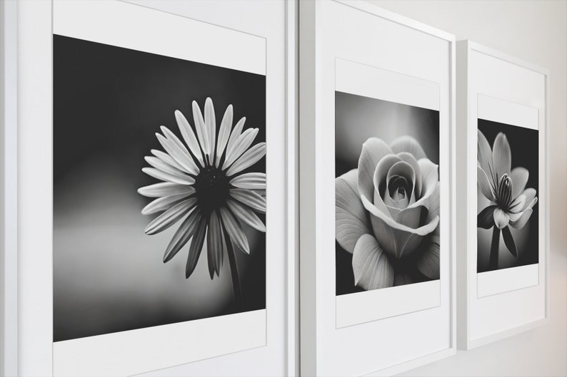 May include: Three black and white framed photographs of flowers. The first photo shows a daisy, the second photo shows a rose, and the third photo shows a magnolia.