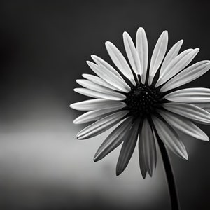 May include: A black and white photograph of a single daisy with white petals and a dark center. The daisy is in focus and the background is blurred.