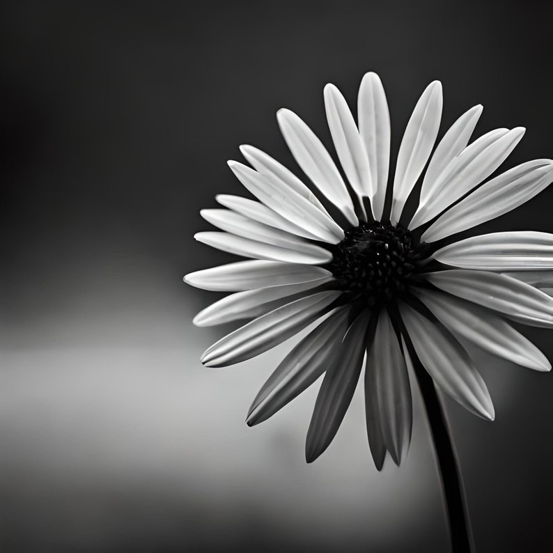 May include: A black and white photograph of a single daisy with white petals and a dark center. The daisy is in focus and the background is blurred.