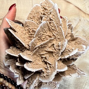 May include: A desert rose crystal formation with layered, petal-like structures. The crystal has a light brown color with white edges, resembling a blooming flower. The natural mineral specimen is held in a hand.
