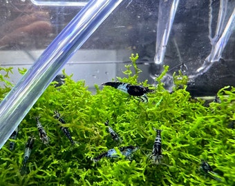Blue Carbon Rili Neocaridina Shrimp | US-Homebred | Freshwater Aquarium