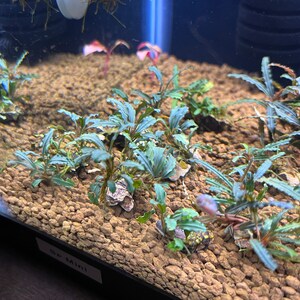 Bucephalandra Sp Mini Tied to Dragon Stone Live Plants Submerged Fresh Water Aquarium image 3