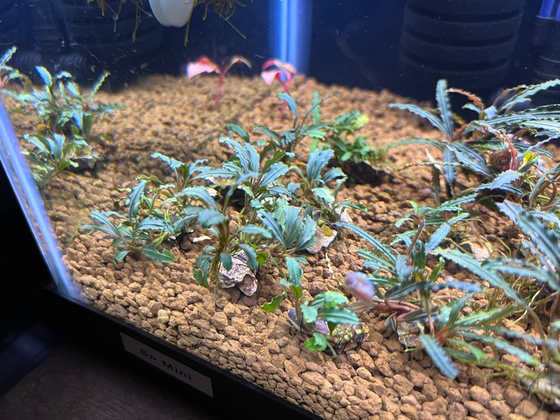 Bucephalandra Sp Mini Tied to Dragon Stone Live Plants Submerged Fresh Water Aquarium image 3