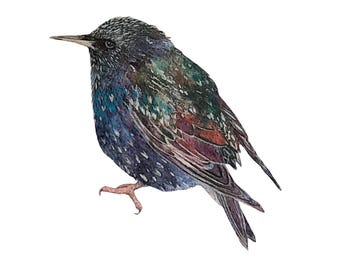 Originele aquarel spreeuw: iriserende vogelkunst op katoenen lompenpapier