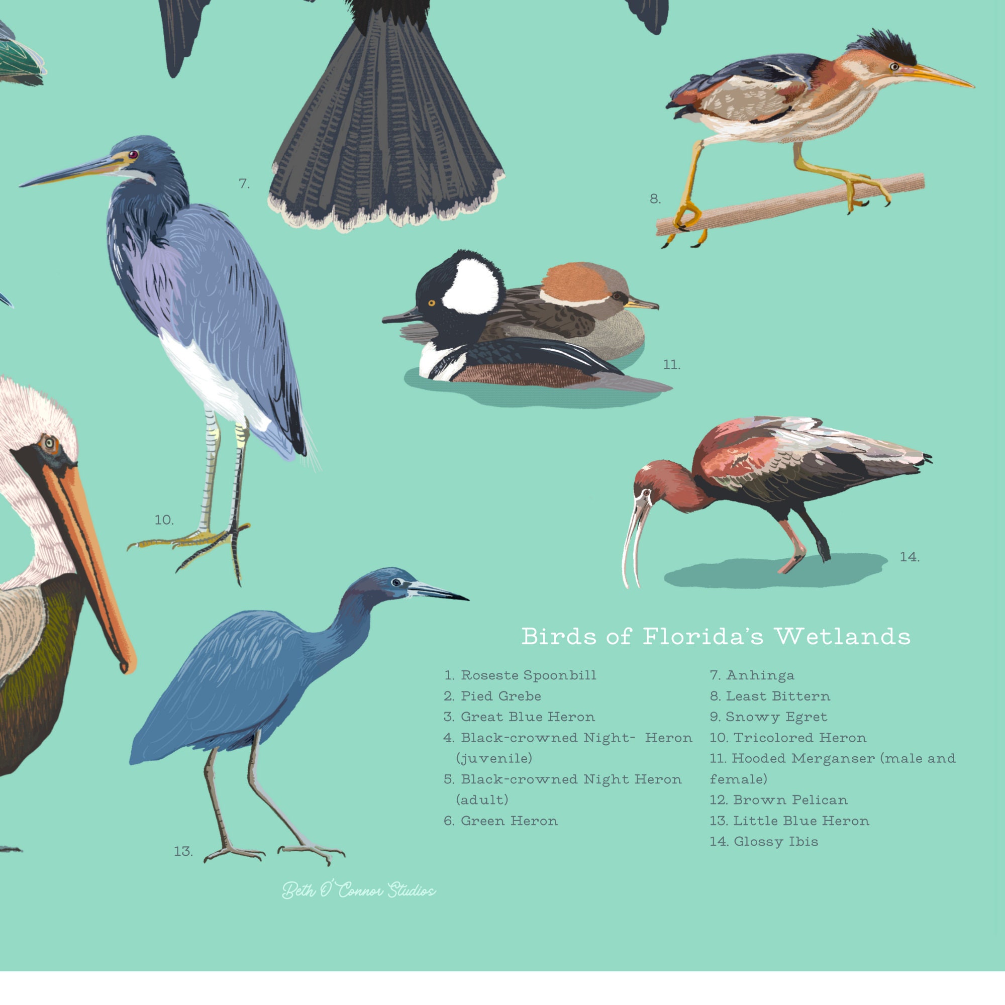 Fine Art Print/ Birds of the Florida Wetlands/ Giclee Print/ Art/ Bird ...