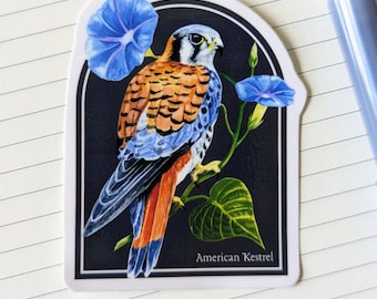 Op de afbeelding: Een gestanste sticker met een Amerikaanse torenvalk zittend op een wijnstok met blauwe ochtendgloriebloemen tegen een zwarte boogvormige achtergrond. De vogel heeft bruine, witte en blauwgrijze veren. De tekst American Kestrel staat onderaan.