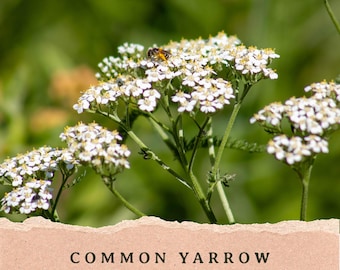 May include: A cluster of white yarrow flowers with small, dense petals on green stems, featuring a small bee resting on the blooms. Below the flowers, a textured, light tan paper strip displays the text COMMON YARROW (achillea millefolium).