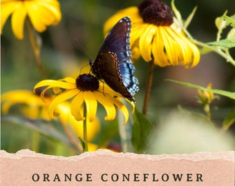 Semillas de equinácea naranja / Rudbeckia fulgida / Flor silvestre nativa de Norteamérica