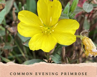 Puede incluir: Una flor amarilla brillante de cuatro pétalos con un grupo central de estambres, situada sobre una tira de papel beige texturizado con el texto impreso: COMMON EVENING PRIMROSE (oenothera biennis). A la derecha se ve un capullo amarillo marchito.