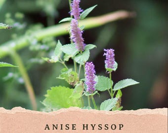 Puede incluir: Planta de hisopo de anís con espigas altas y delgadas de pequeñas flores moradas y hojas verdes serradas. Debajo de la planta, una tira de papel marrón claro texturizado presenta el texto impreso en negro: ANISE HYSSOP (agastache foeniculum).