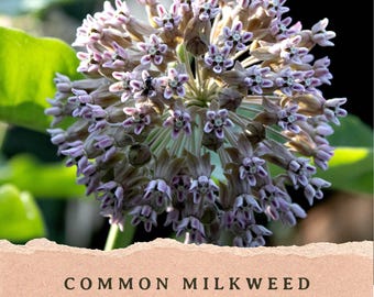 Common Milkweed Seeds | Asclepias syriaca | Perennial Monarch Host | Michigan Native Wildflower