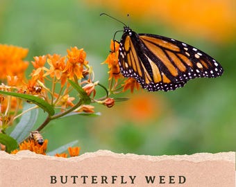 Puede incluir: Una mariposa monarca con alas naranjas y negras descansa sobre un racimo de flores naranjas brillantes de asclepia. Una pequeña abeja es visible en las flores inferiores. El texto dice BUTTERFLY WEED (asclepias tuberosa).