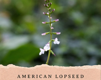 Puede incluir: Un tallo vertical de Phryma leptostachya con pequeñas y delicadas flores blancas con puntas moradas dispuestas a lo largo del tallo, sobre un fondo de papel beige rasgado con el texto AMERICAN LOPSEED (phryma leptostachya).