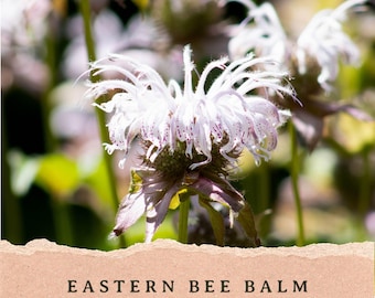 May include: A pale lavender Eastern Bee Balm flower, Monarda braduriana, with thin, tubular petals and dark purple speckles. Below the flower, a textured, light peach-colored paper strip features the text: EASTERN BEE BALM (monarda braduriana).