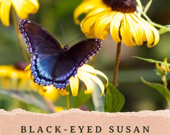 Black-Eyed Susan | Rudbeckia hirta | Late Blooming Perennial | Michigan Native Wildflower